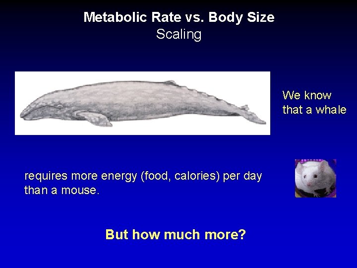 Metabolic Rate vs. Body Size Scaling We know that a whale requires more energy