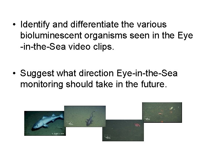  • Identify and differentiate the various bioluminescent organisms seen in the Eye -in-the-Sea