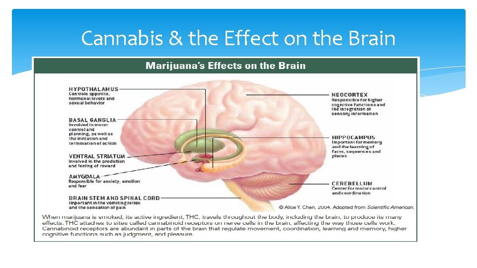 Cannabis & the Effect on the Brain 