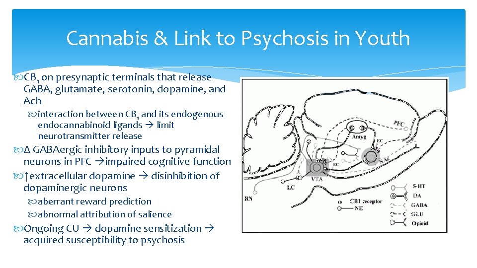 Cannabis & Link to Psychosis in Youth CB 1 on presynaptic terminals that release