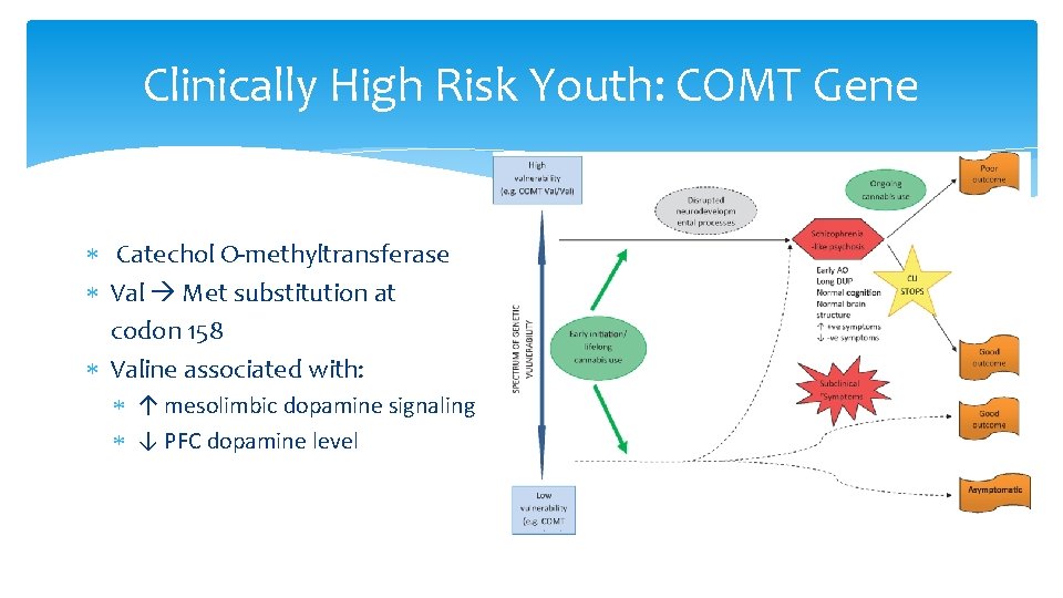 Clinically High Risk Youth: COMT Gene Catechol O-methyltransferase Val Met substitution at codon 158