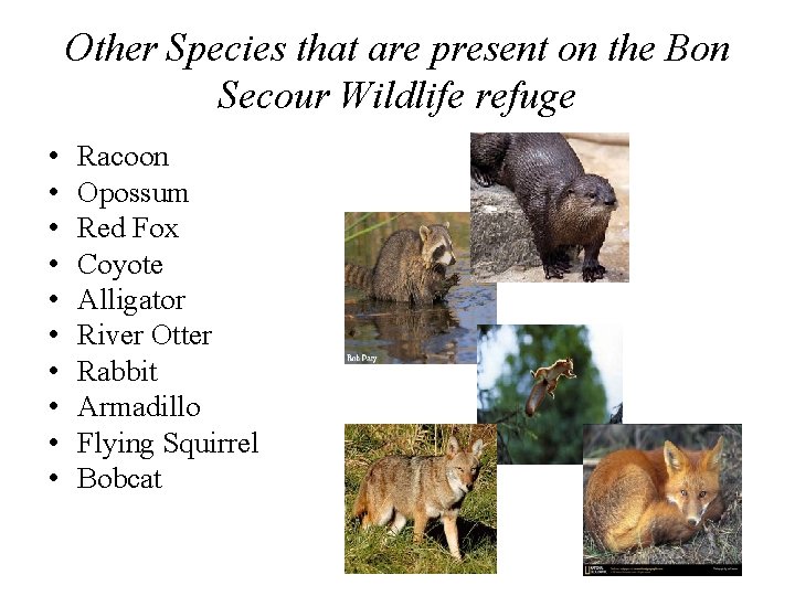 Other Species that are present on the Bon Secour Wildlife refuge • • •