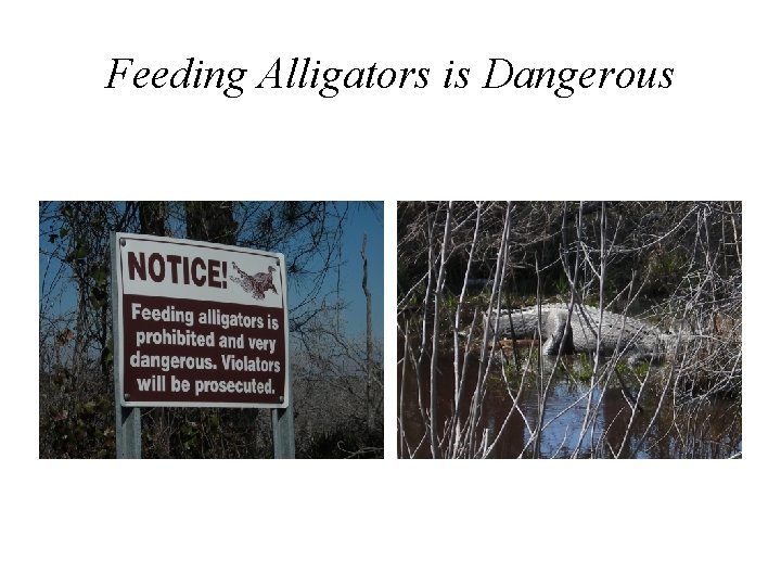Feeding Alligators is Dangerous 