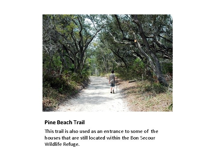 Pine Beach Trail This trail is also used as an entrance to some of