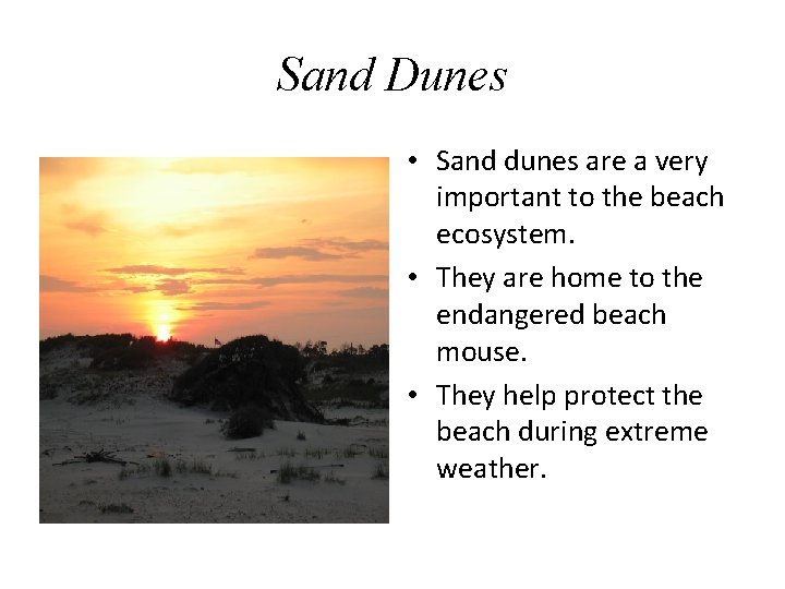 Sand Dunes • Sand dunes are a very important to the beach ecosystem. •