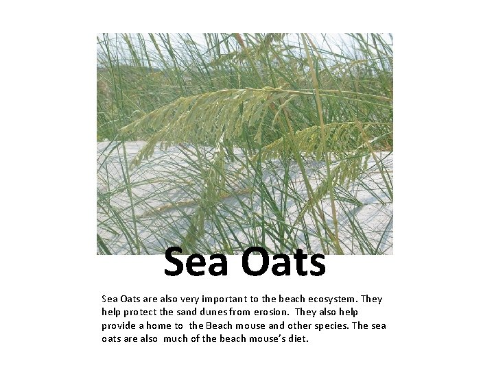 Sea Oats are also very important to the beach ecosystem. They help protect the