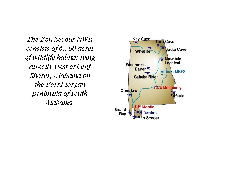 The Bon Secour NWR consists of 6, 700 acres of wildlife habitat lying directly