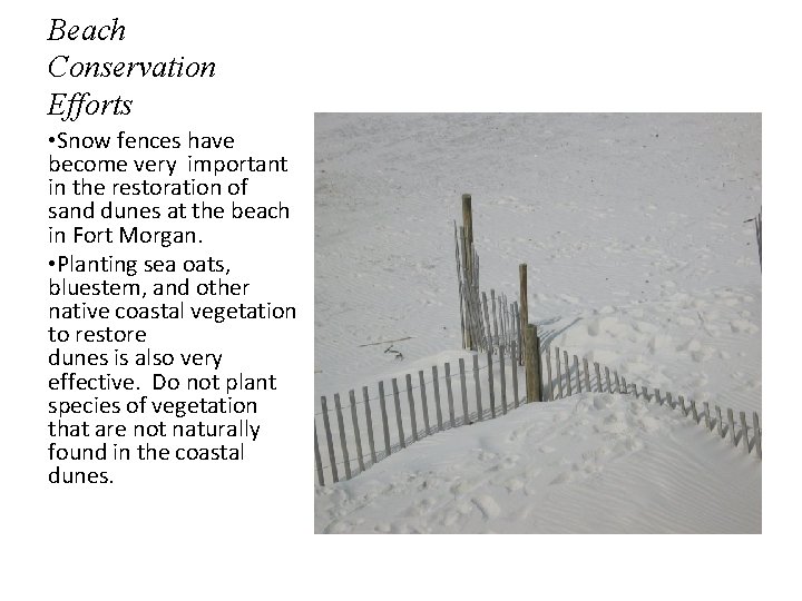 Beach Conservation Efforts • Snow fences have become very important in the restoration of