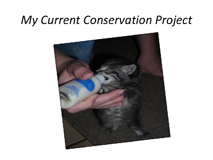 My Current Conservation Project 