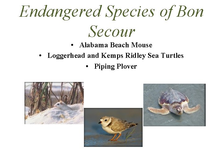 Endangered Species of Bon Secour • Alabama Beach Mouse • Loggerhead and Kemps Ridley