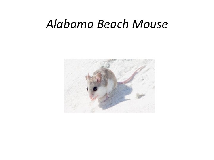 Alabama Beach Mouse 