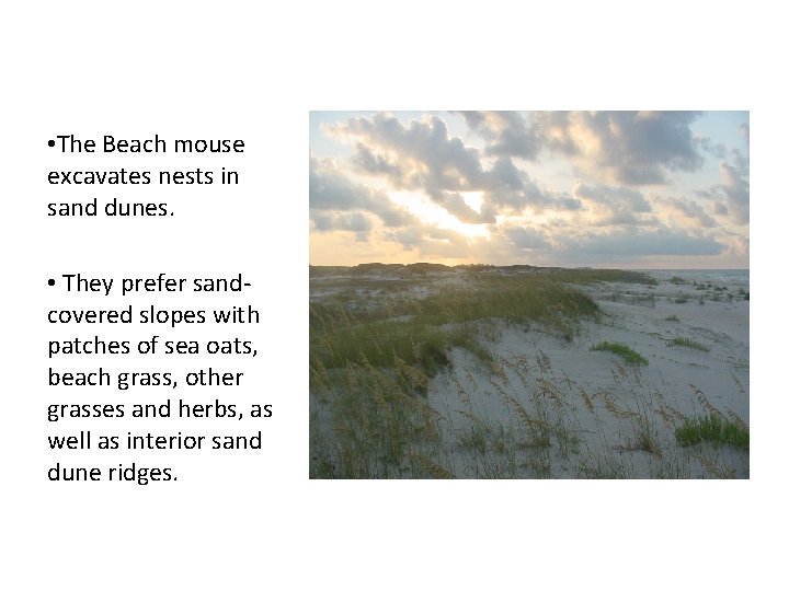  • The Beach mouse excavates nests in sand dunes. • They prefer sandcovered
