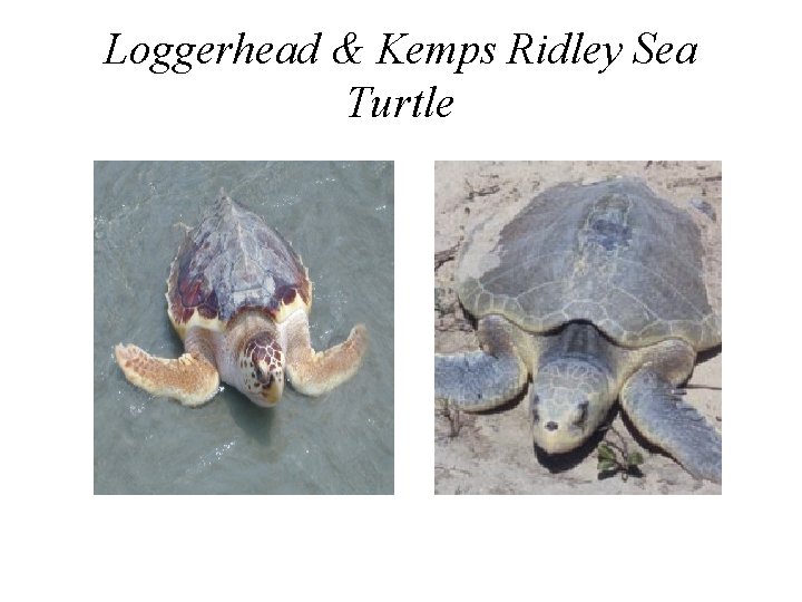 Loggerhead & Kemps Ridley Sea Turtle 