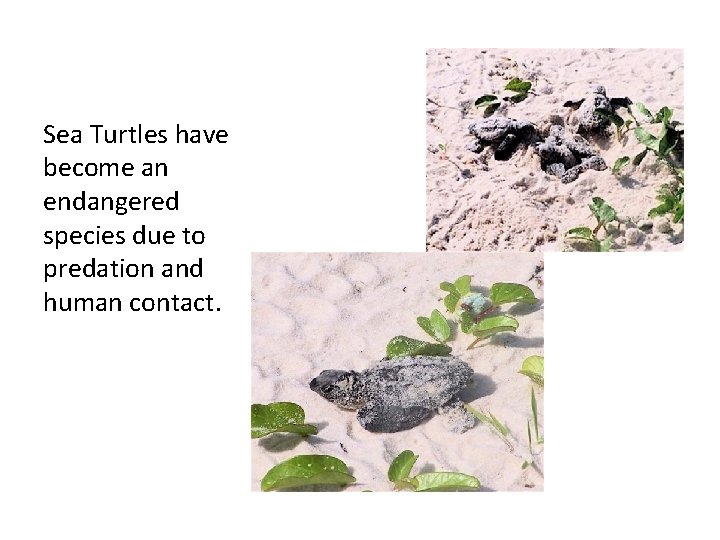 Sea Turtles have become an endangered species due to predation and human contact. 