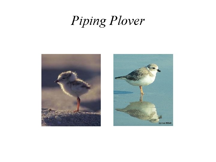 Piping Plover 