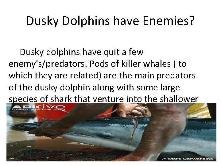 Dusky Dolphins have Enemies? Dusky dolphins have quit a few enemy's/predators. Pods of killer