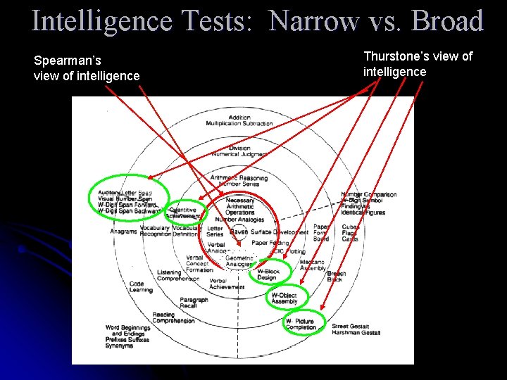 Intelligence Tests: Narrow vs. Broad Spearman’s view of intelligence Thurstone’s view of intelligence 