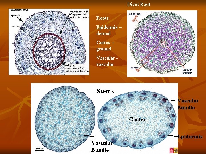 Dicot Roots: Epidermis – dermal Cortex – ground Vascular vascular Stems Vascular Bundle Cortex