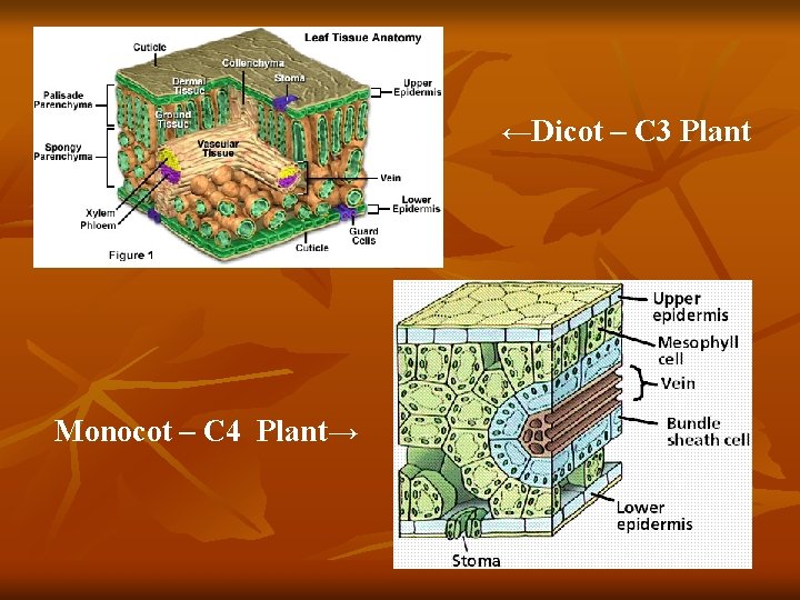 ←Dicot – C 3 Plant Monocot – C 4 Plant→ 