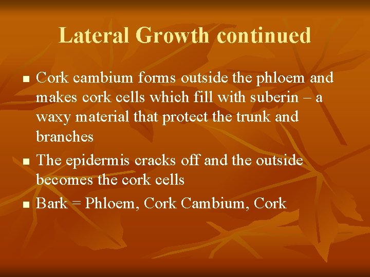 Lateral Growth continued n n n Cork cambium forms outside the phloem and makes