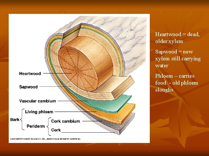 Heartwood = dead, older xylem Sapwood = new xylem still carrying water Phloem –