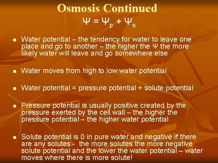 Osmosis Continued Ψ = Ψp + Ψs n Water potential – the tendency for