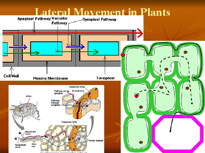 Lateral Movement in Plants 