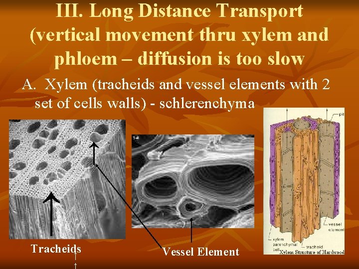 III. Long Distance Transport (vertical movement thru xylem and phloem – diffusion is too