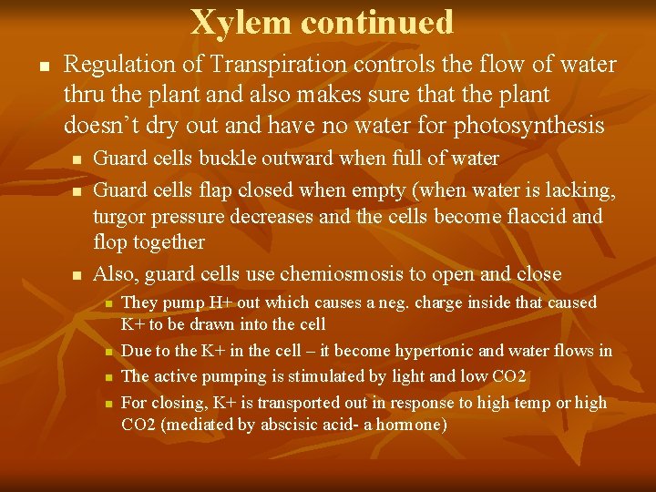 Xylem continued n Regulation of Transpiration controls the flow of water thru the plant