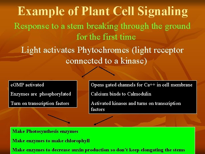 Example of Plant Cell Signaling Response to a stem breaking through the ground for