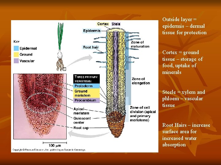 Outside layer = epidermis – dermal tissue for protection Cortex = ground tissue –