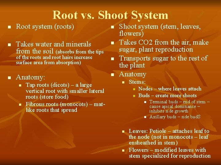 Root vs. Shoot System n n n Root system (roots) Takes water and minerals