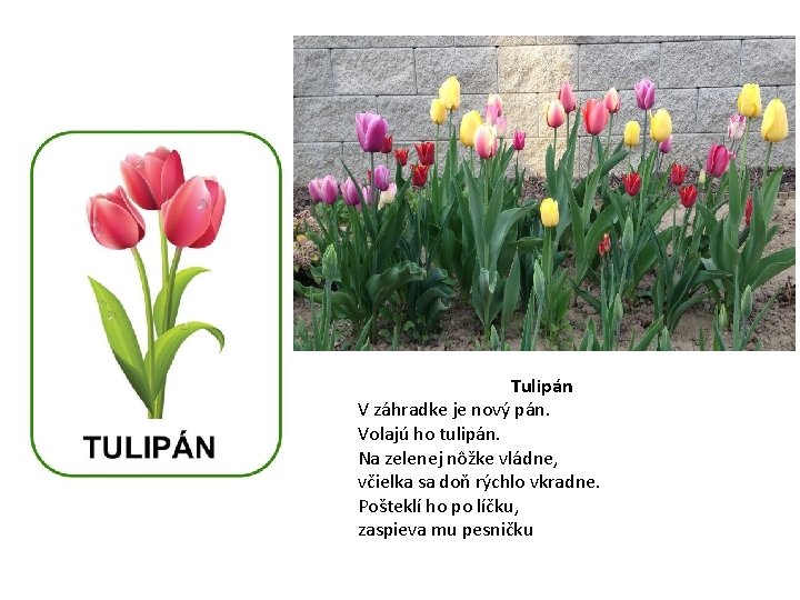 Tulipán V záhradke je nový pán. Volajú ho tulipán. Na zelenej nôžke vládne, včielka