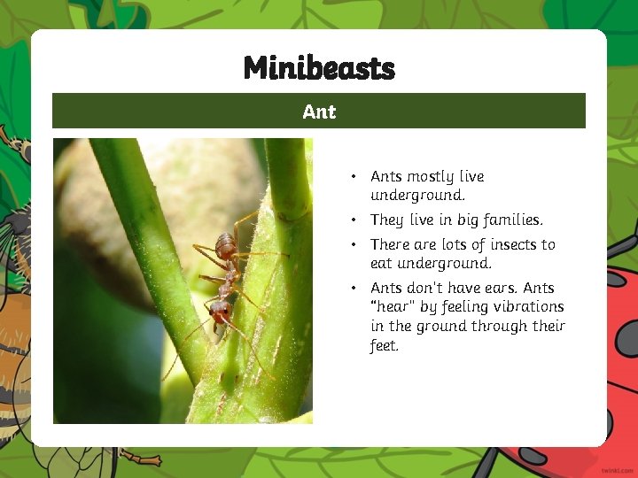 Minibeasts Ant • Ants mostly live underground. • They live in big families. • Minibeasts Ant • Ants mostly live underground. • They live in big families. •