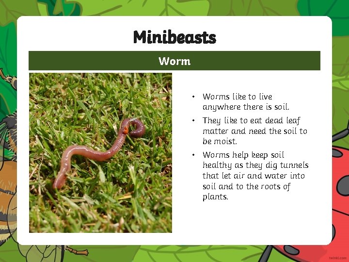 Minibeasts Worm • Worms like to live anywhere there is soil. • They like Minibeasts Worm • Worms like to live anywhere there is soil. • They like