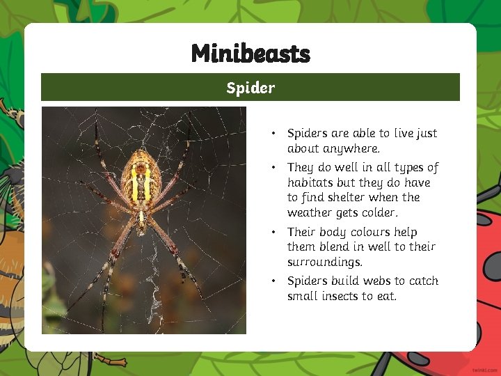 Minibeasts Spider • Spiders are able to live just about anywhere. • They do Minibeasts Spider • Spiders are able to live just about anywhere. • They do