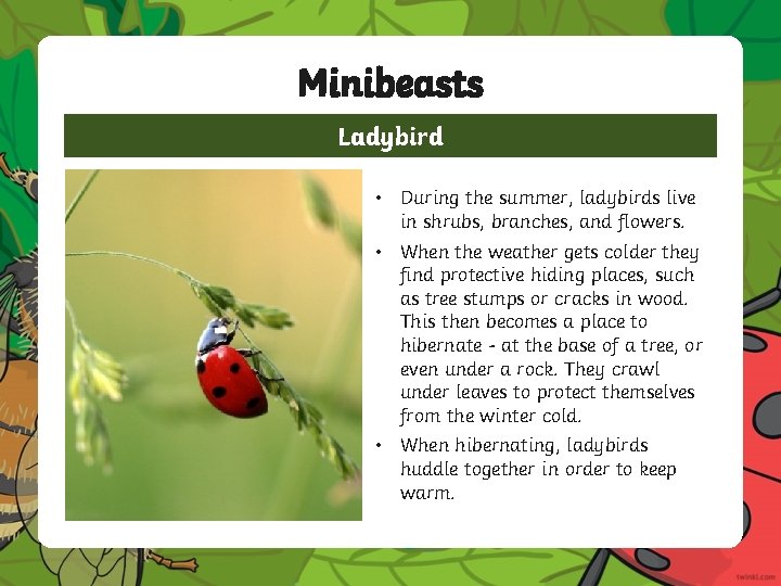 Minibeasts Ladybird • During the summer, ladybirds live in shrubs, branches, and flowers. • Minibeasts Ladybird • During the summer, ladybirds live in shrubs, branches, and flowers. •