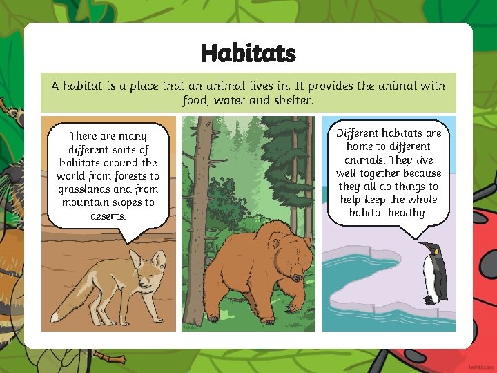 Habitats A habitat is a place that an animal lives in. It provides the Habitats A habitat is a place that an animal lives in. It provides the