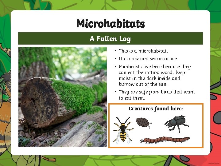 Microhabitats A Fallen Log • This is a microhabitat. • It is dark and Microhabitats A Fallen Log • This is a microhabitat. • It is dark and