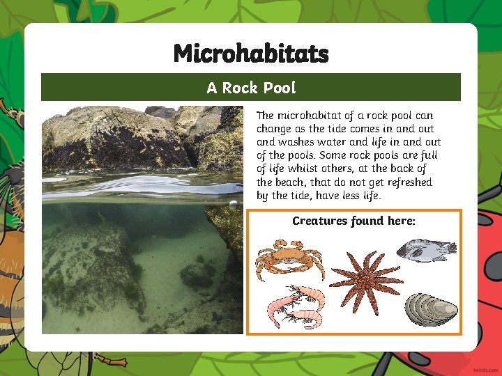 Microhabitats A Rock Pool The microhabitat of a rock pool can change as the Microhabitats A Rock Pool The microhabitat of a rock pool can change as the
