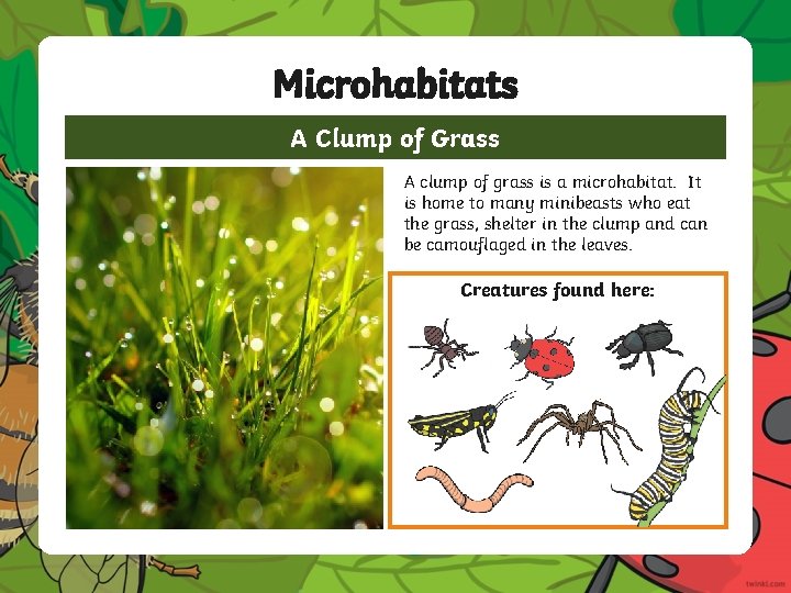 Microhabitats A Clump of Grass A clump of grass is a microhabitat. It is Microhabitats A Clump of Grass A clump of grass is a microhabitat. It is