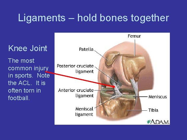 Ligaments – hold bones together Knee Joint The most common injury in sports. Note