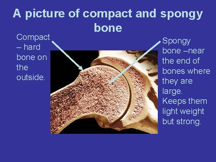 A picture of compact and spongy bone Compact – hard bone on the outside.
