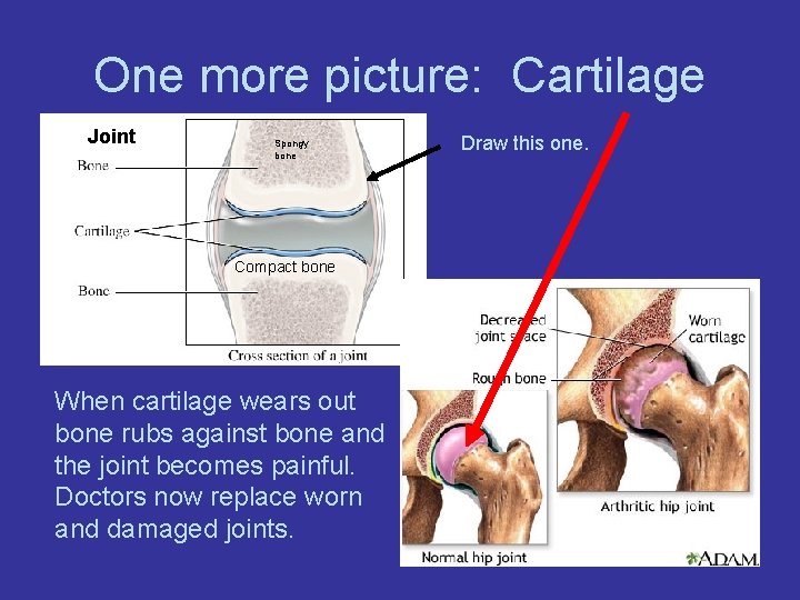 One more picture: Cartilage Joint Spongy bone Compact bone When cartilage wears out bone