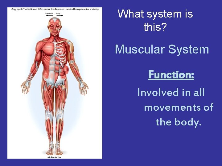 What system is this? Muscular System Function: Involved in all movements of the body.