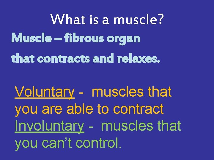 What is a muscle? Muscle – fibrous organ that contracts and relaxes. Voluntary -