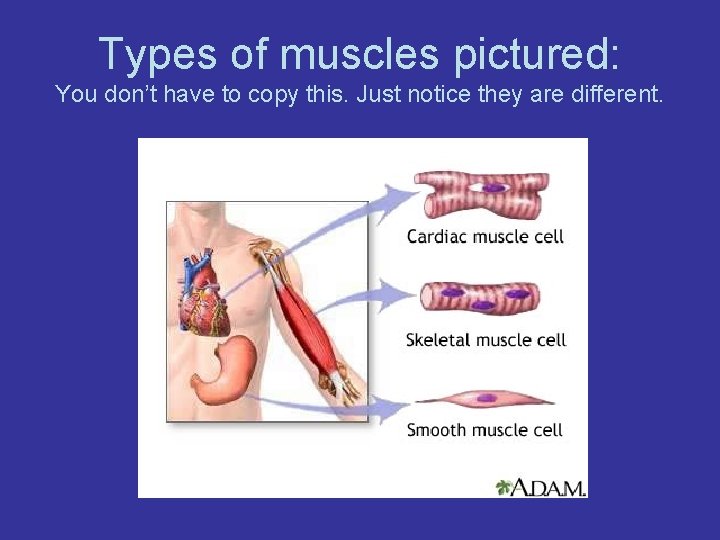 Types of muscles pictured: You don’t have to copy this. Just notice they are