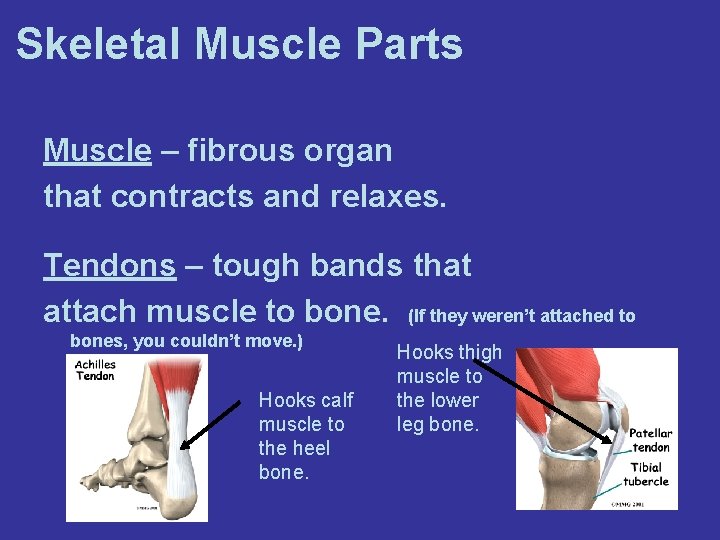 Skeletal Muscle Parts Muscle – fibrous organ that contracts and relaxes. Tendons – tough