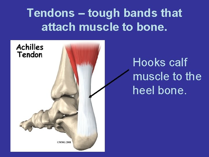 Tendons – tough bands that attach muscle to bone. Hooks calf muscle to the