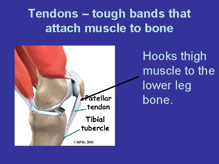 Tendons – tough bands that attach muscle to bone Hooks thigh muscle to the